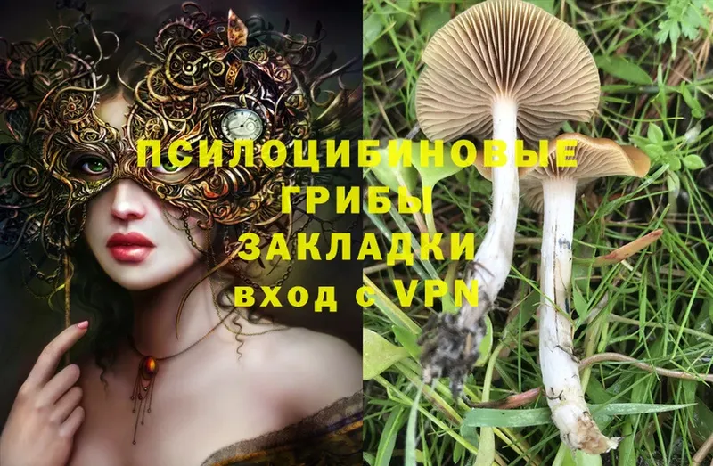 Псилоцибиновые грибы Magic Shrooms  Новосибирск 